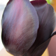 Image for article titled This Tulip Cloaks Itself in Shimmery Iridescent Armor